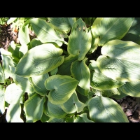 Hosta Ventricosa (var Aureo-Maculata) (fam Liliacees) (02)
